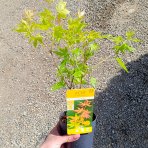 Javor dlaňolistý (Acer palmatum) ´ORANGE DREAM´ - výška 30-40 cm, kont. C1L